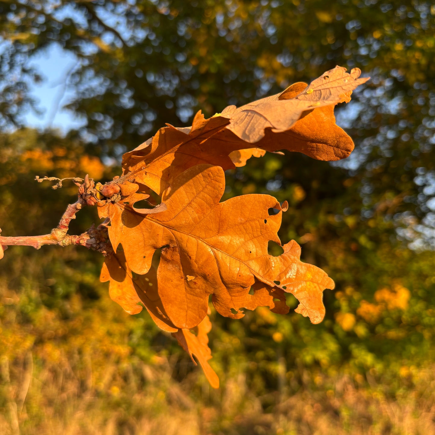 skeinLight – october – oak light