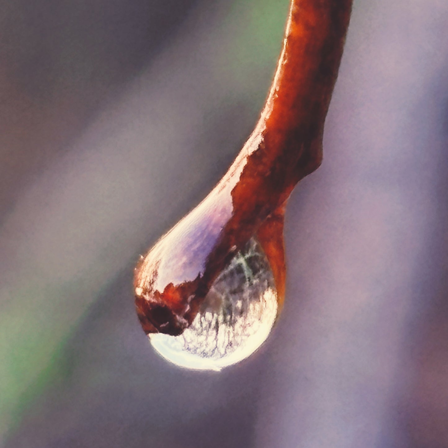 macro~meadow – february