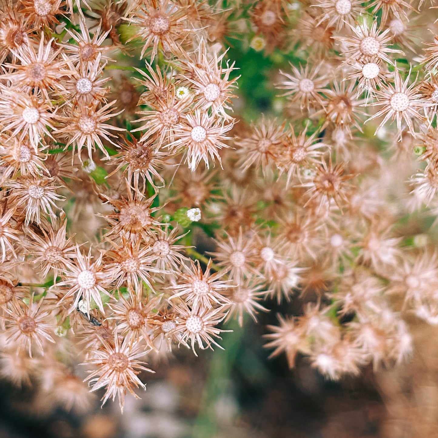 macro~meadow – august