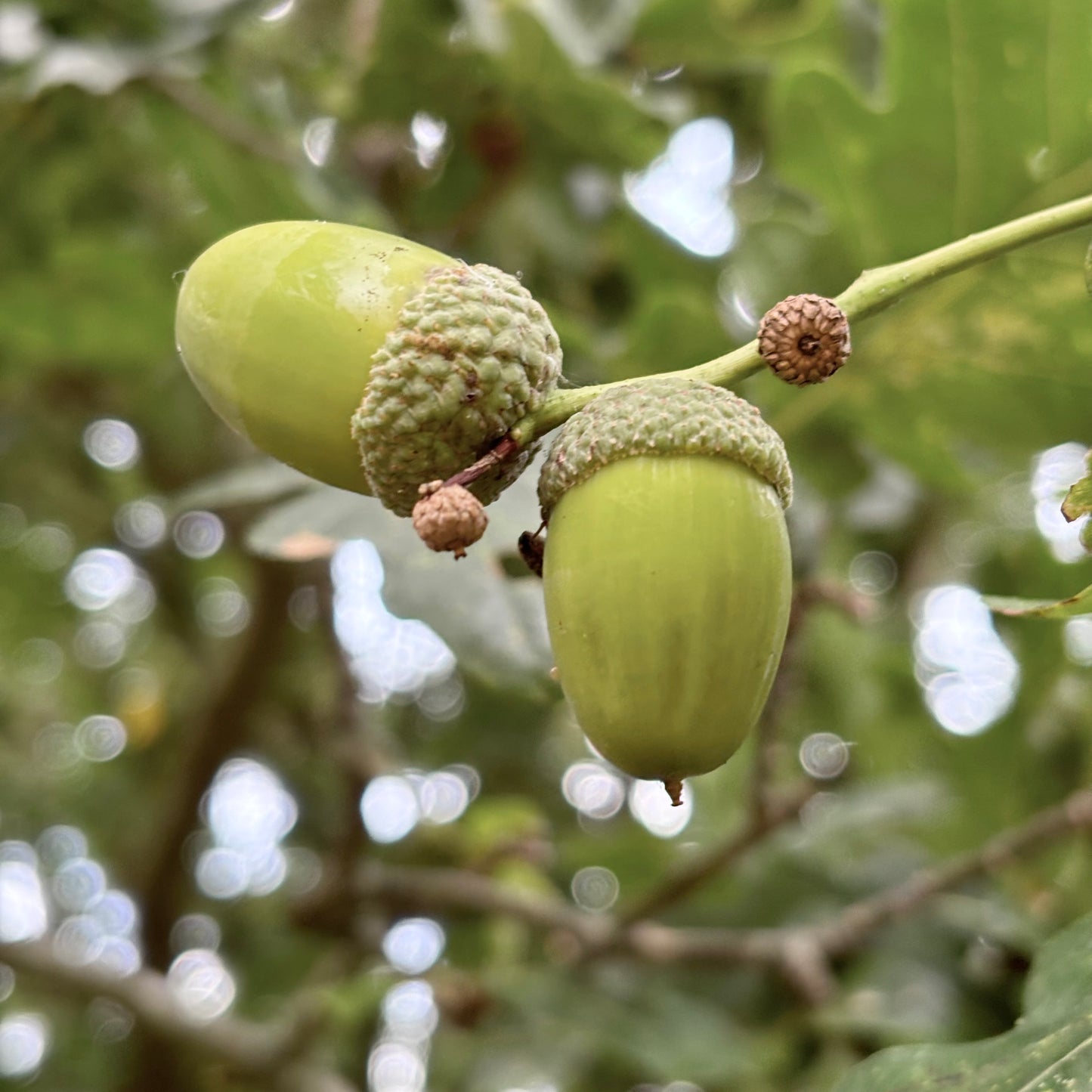 yarn from the meadow - september