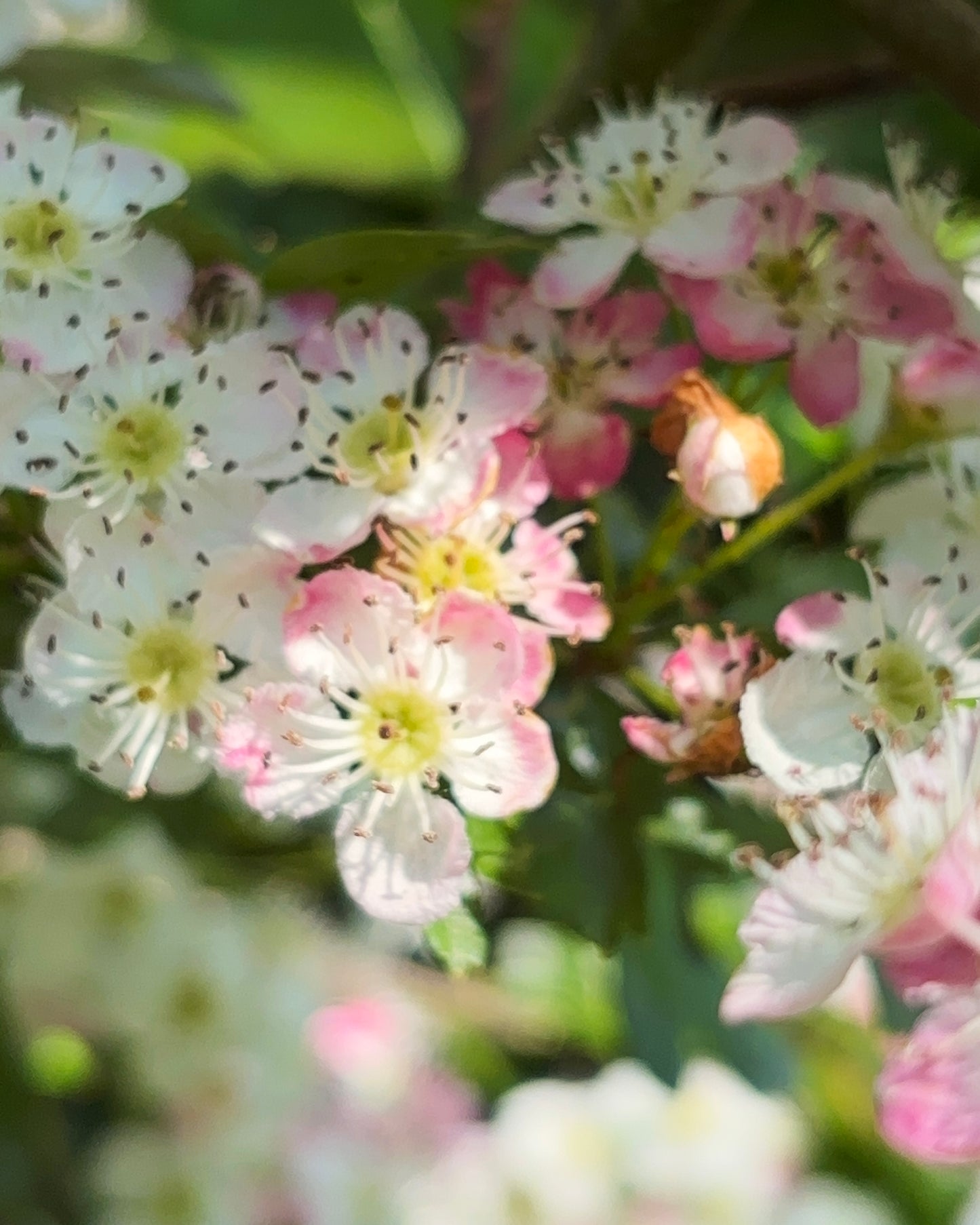 yarn from the meadow - may