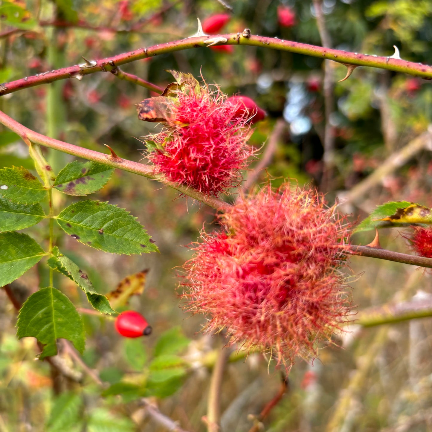 yarn from the meadow - september