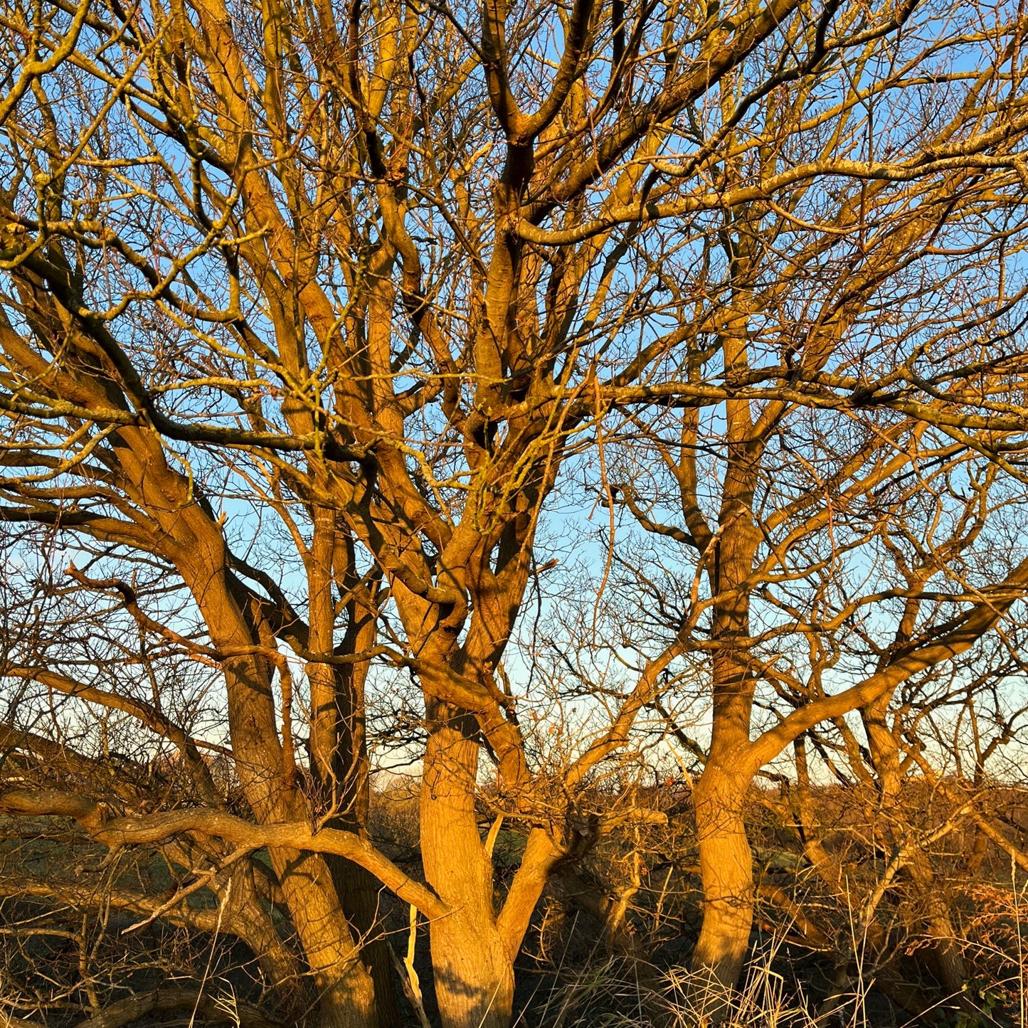 yarn from the meadow - january