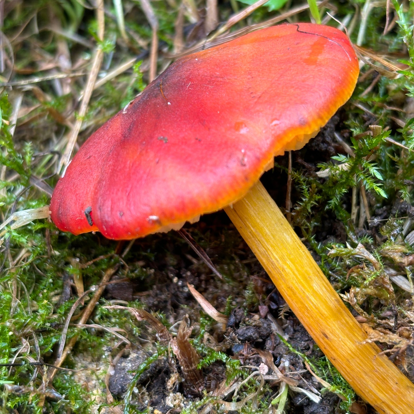 yarn from the meadow - october