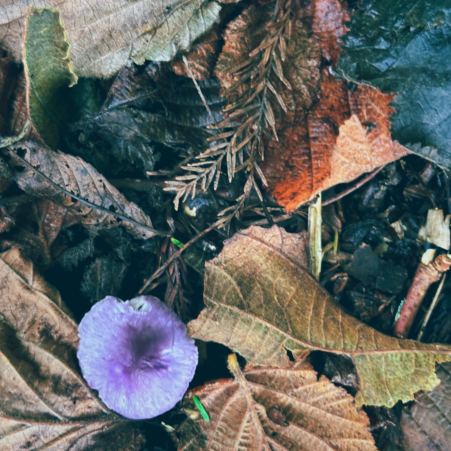 yarn from the meadow - october