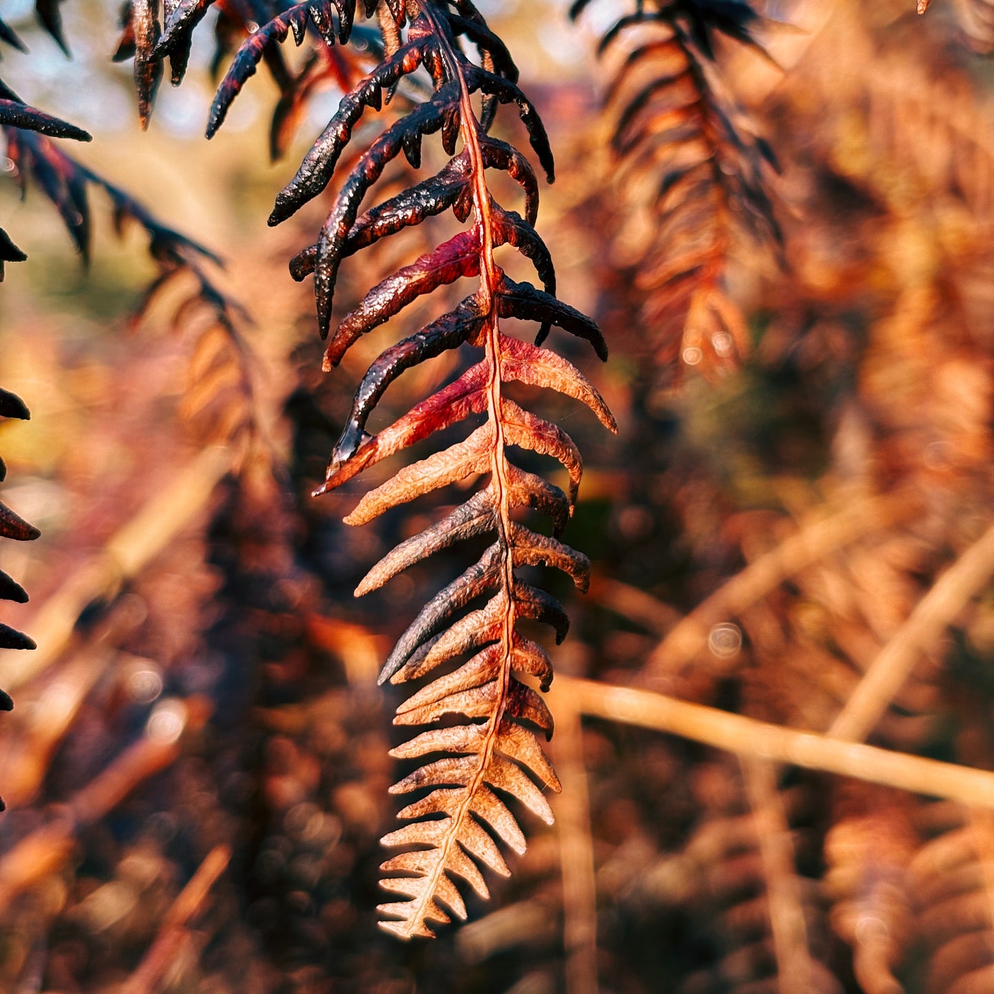 yarn from the meadow - november