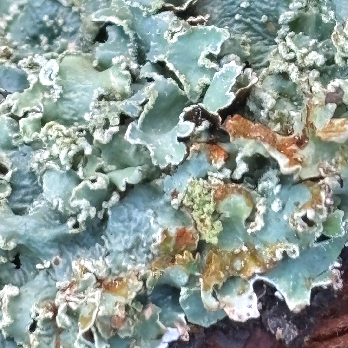 macro~meadow – march