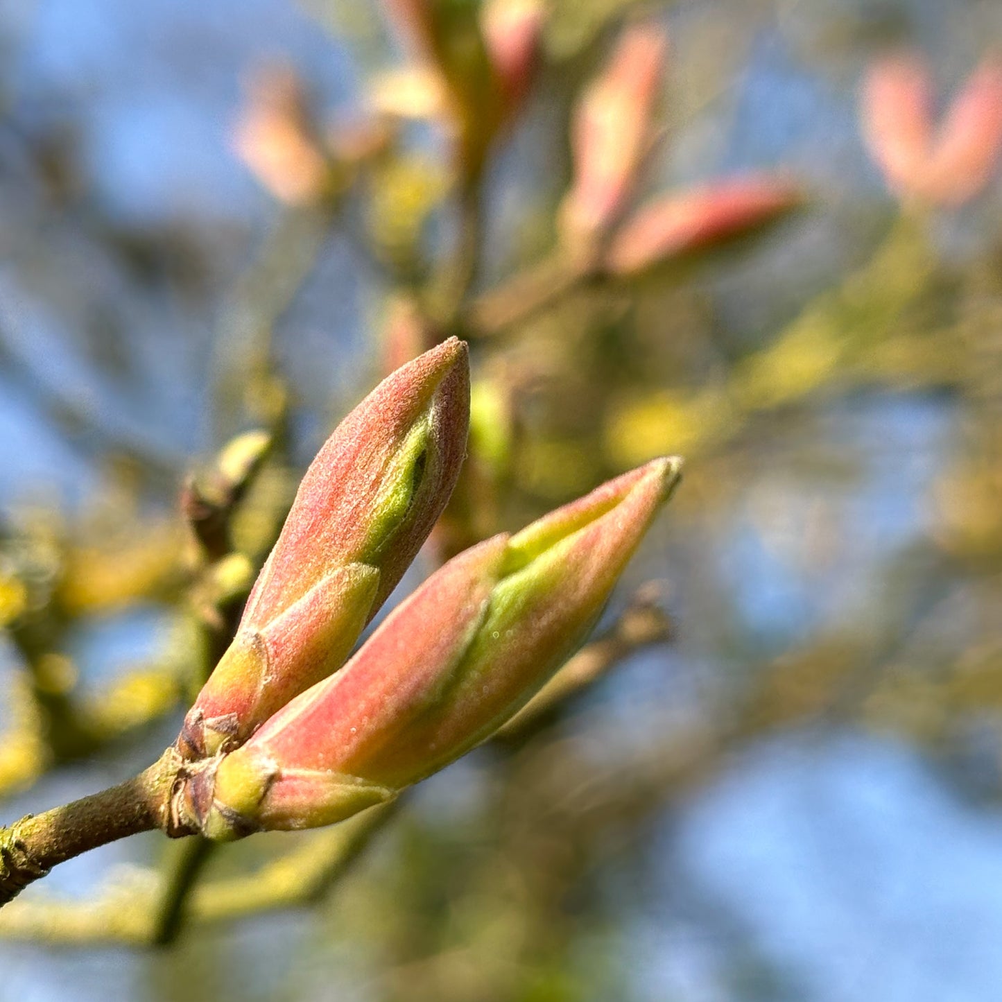 macro~meadow – april