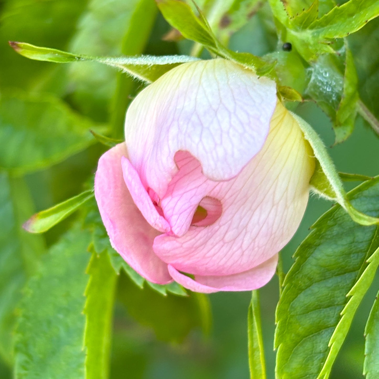 macro~meadow – may – bonus edition!