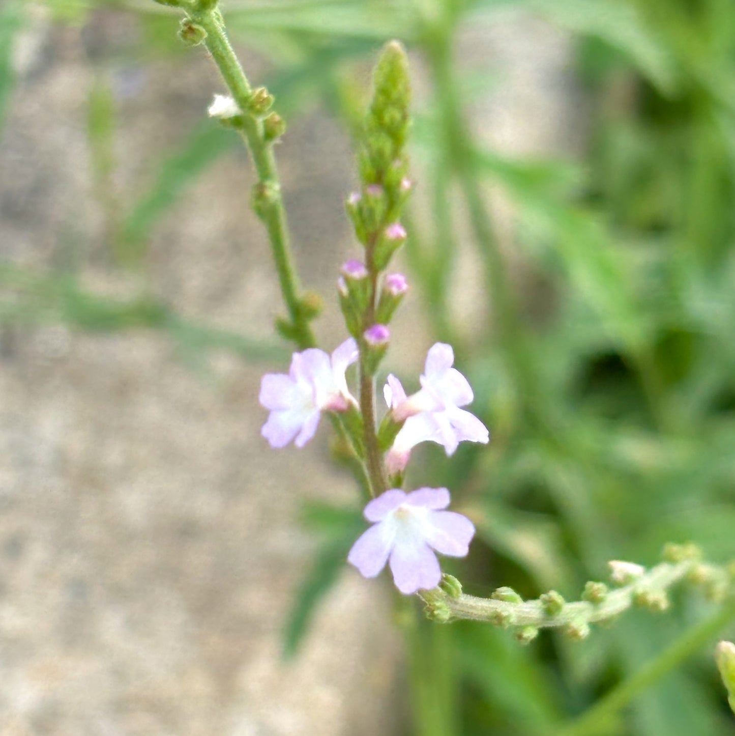 macro~meadow – july