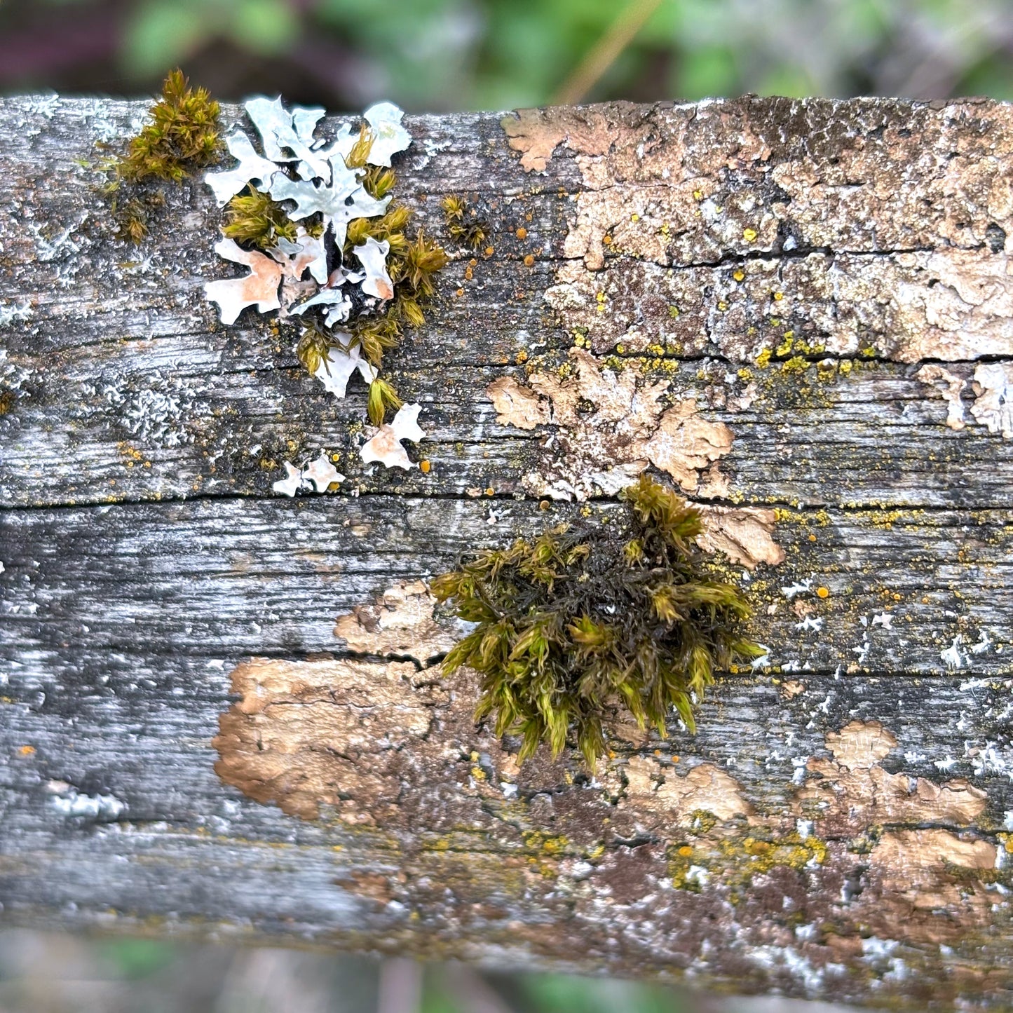 macro~meadow – september